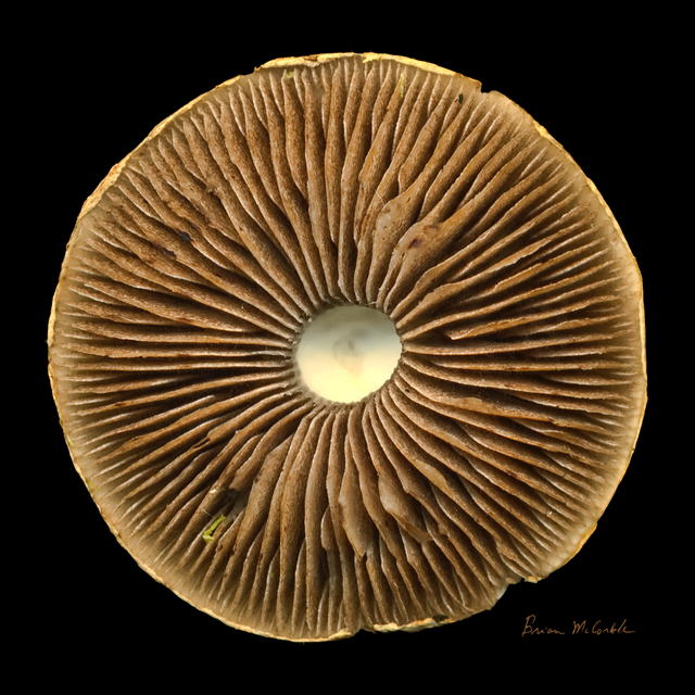 (image for) Mushroom Under